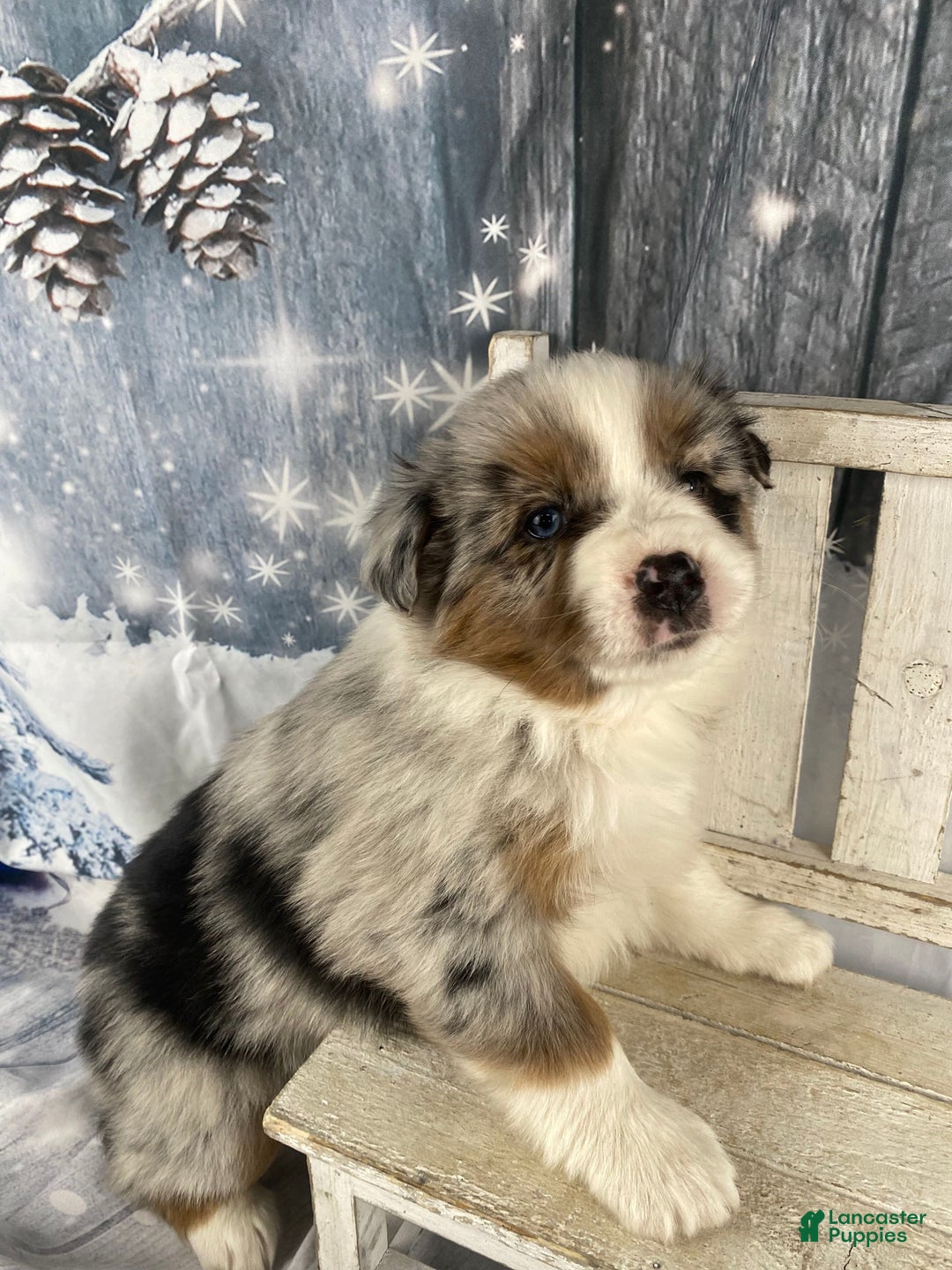 Australian Shepherd dogs for sale: Calla - Ad 10