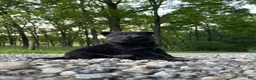 German Shepherd dogs for sale: Nyrah - Ad 4