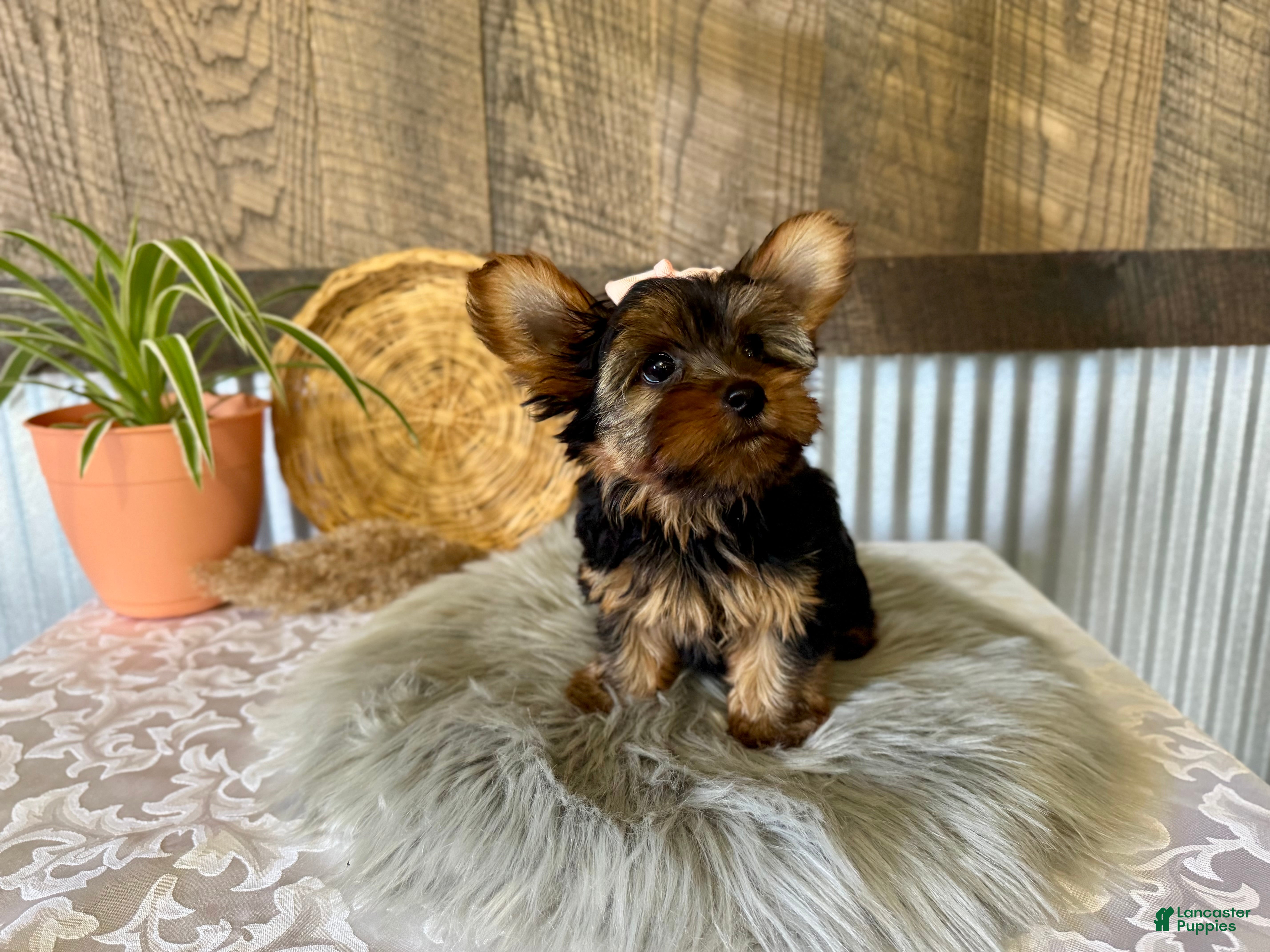Yorkshire Terrier dogs Molly - Ad 1