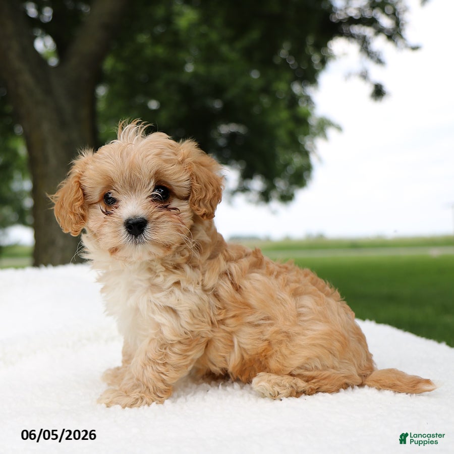 Cavapoo dogs Teddy - Ad 2