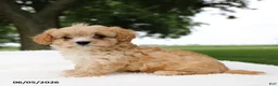 Cavapoo dogs for sale: Teddy - Ad 2