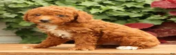 Miniature Poodle dogs for sale: Seth - Ad 3