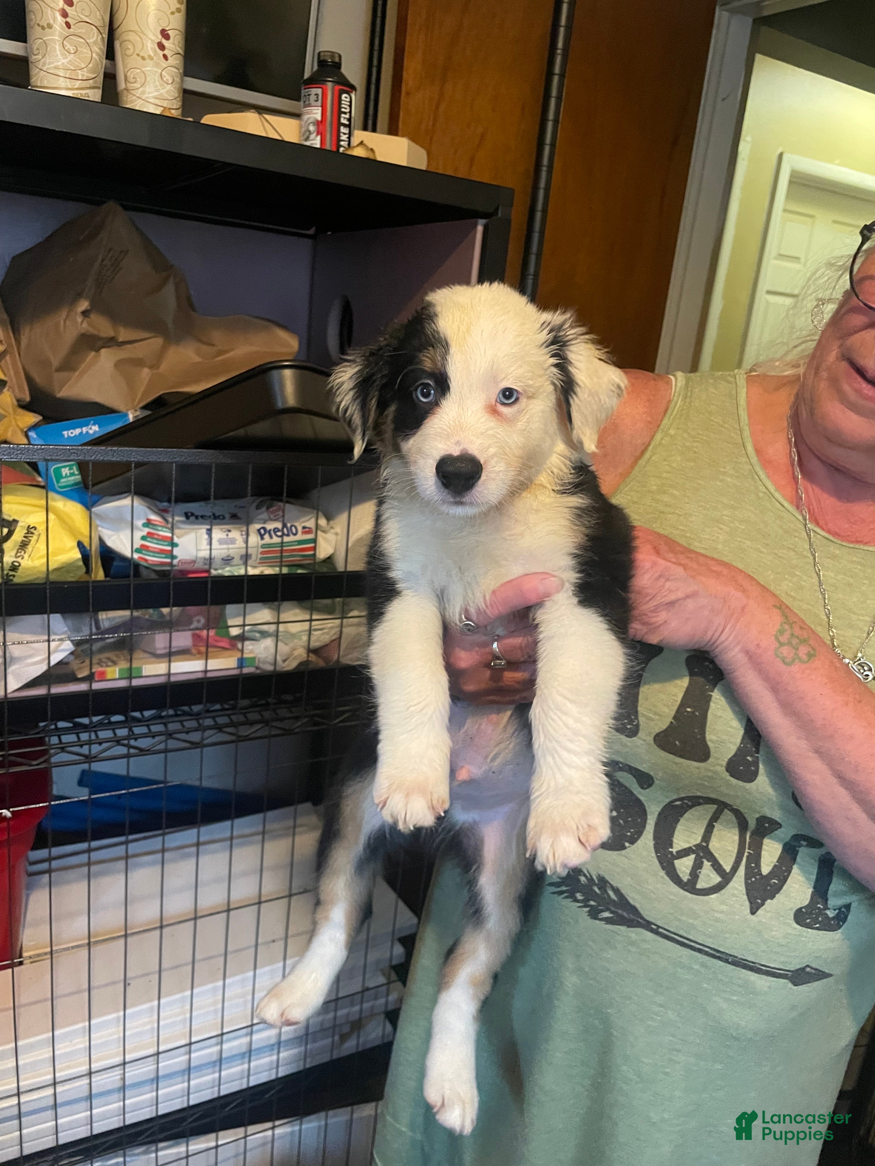Mixed Breed dogs Petey  - Ad 2