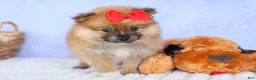 Pomeranian dogs for sale: Fabio  - Ad 15
