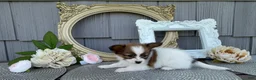 Papillon dogs for sale: Wren - Ad 3