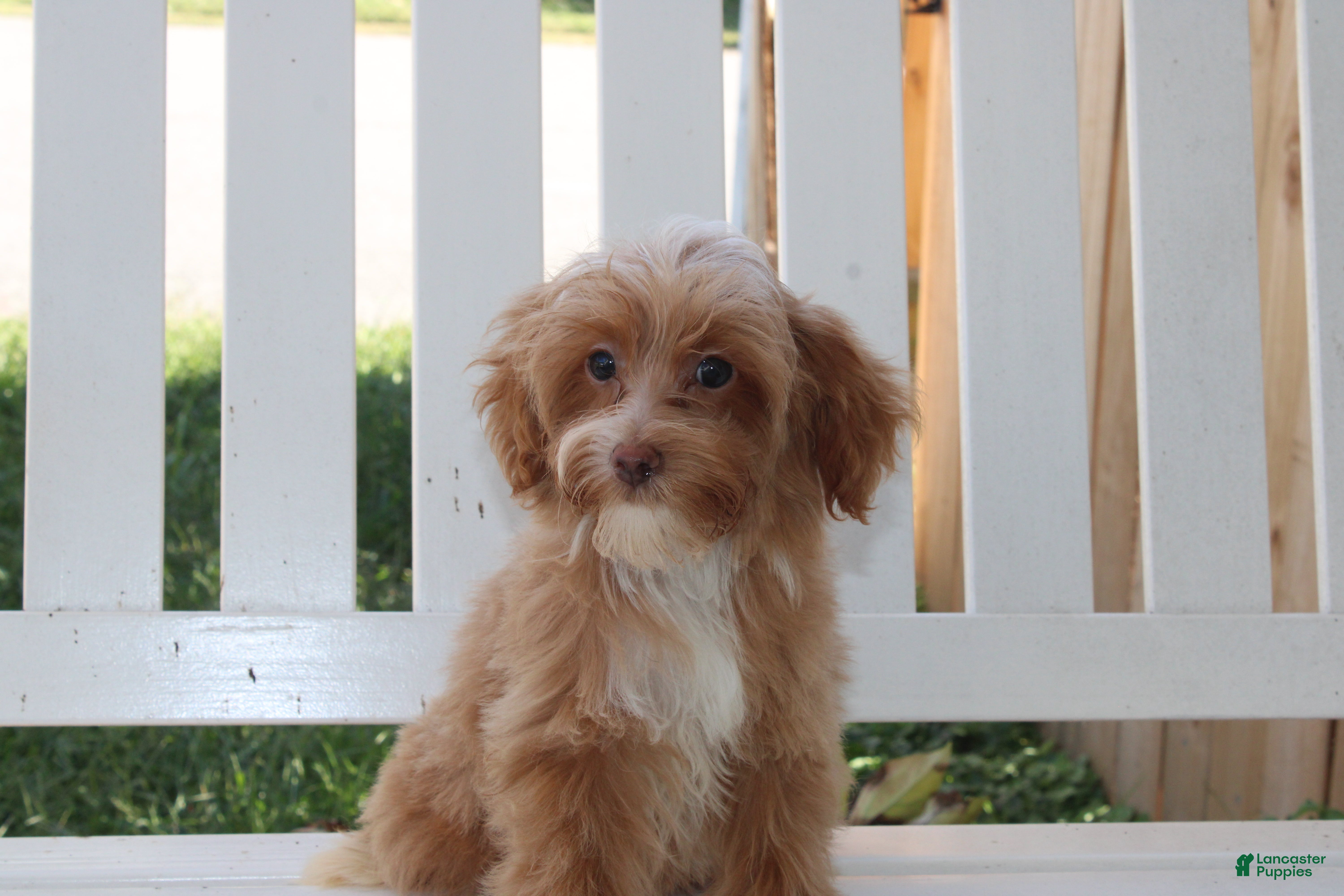 Shihpoo dogs Theo - Ad 7