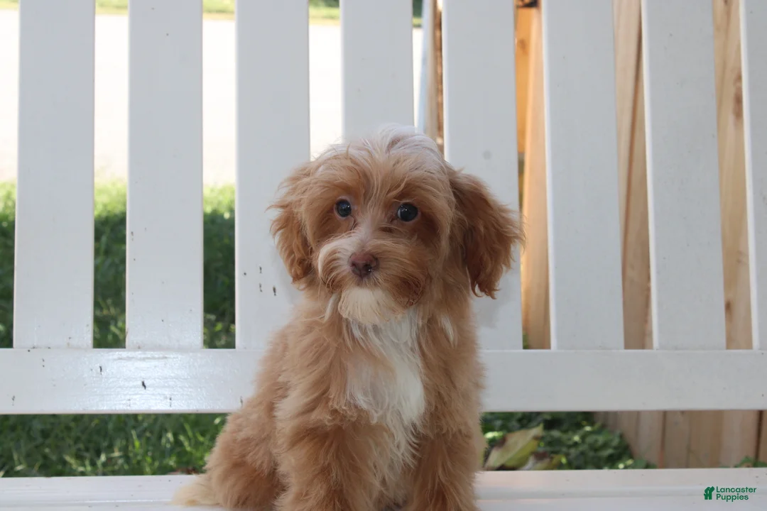 Shihpoo dogs for sale: Theo - Ad 1