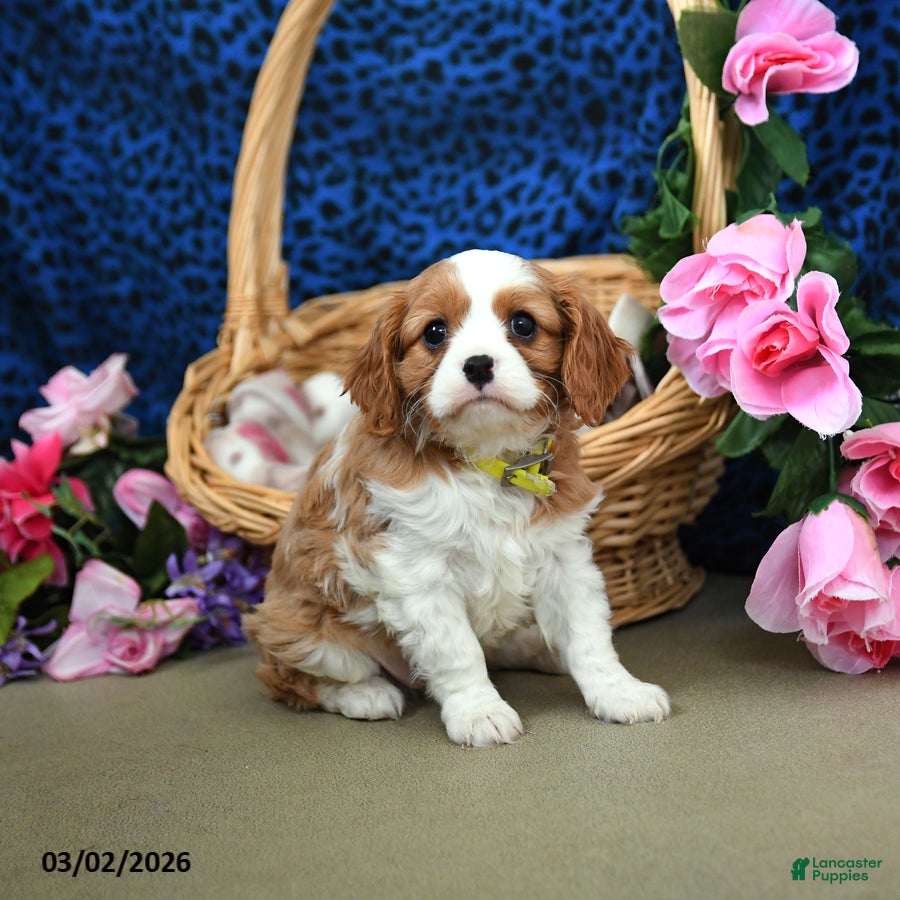 Cavalier King Charles Spaniel dogs Kujo - Ad 2