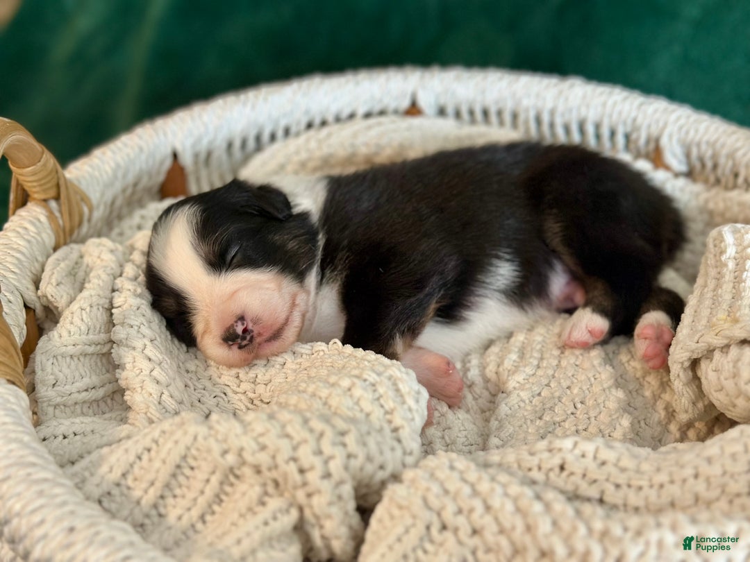 Australian Shepherd dogs for sale: Black Tri Male (Jack) - Ad 6