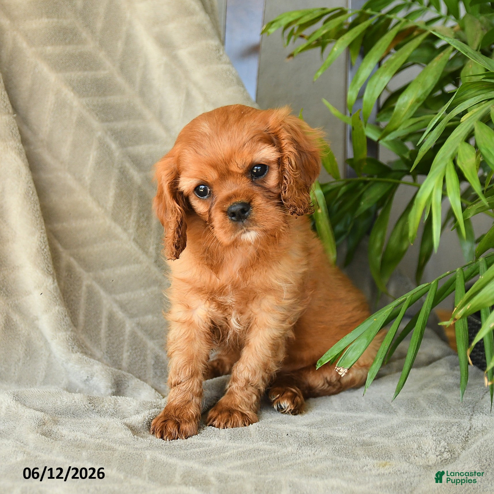 Cavalier King Charles Spaniel dogs Adeleine - Ad 1