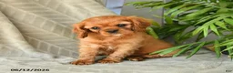 Cavalier King Charles Spaniel dogs for sale: Adeleine - Ad 1