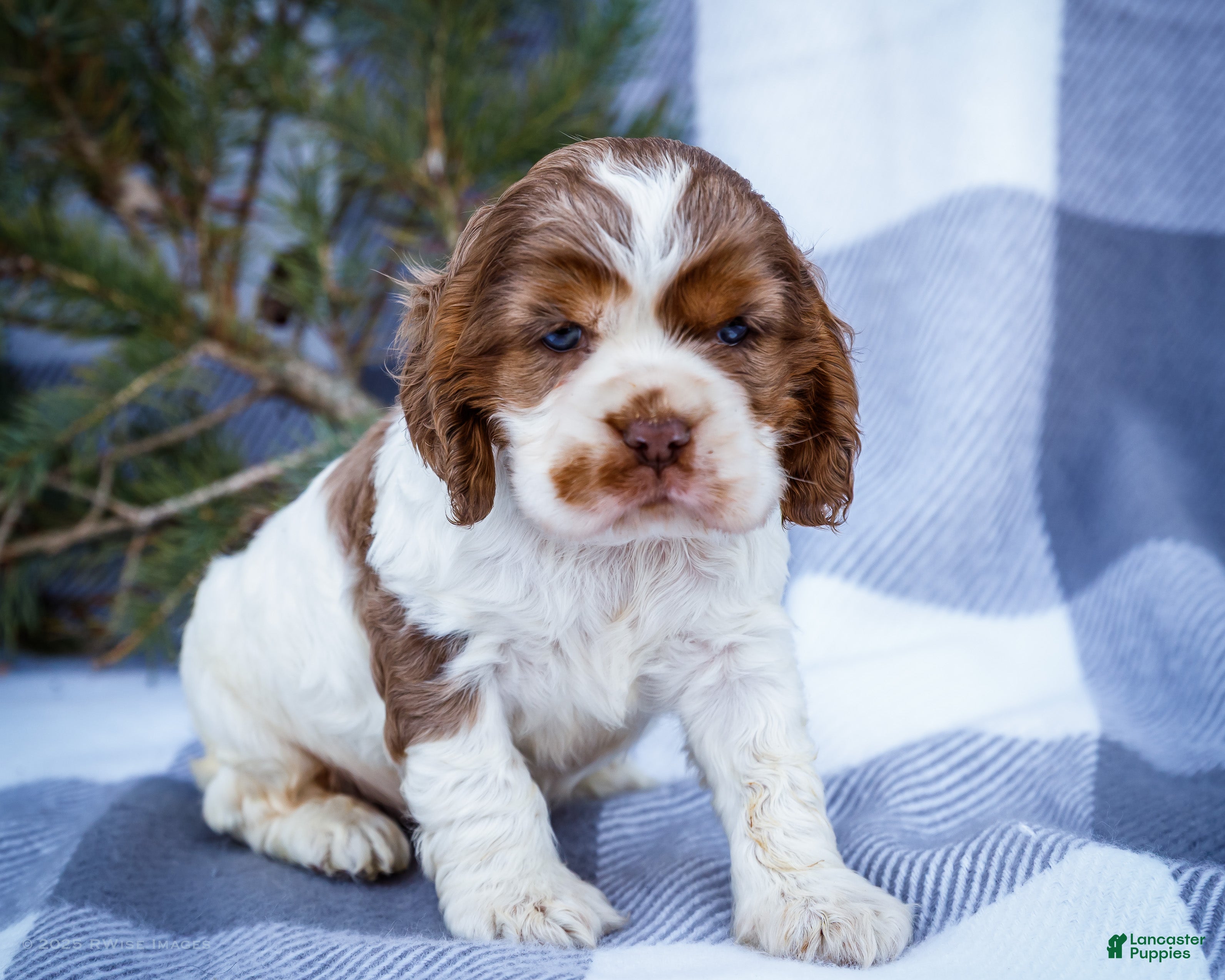 Cocker Spaniel dogs Cooper - Ad 6
