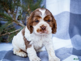 Cocker Spaniel dogs Cooper - Ad 6