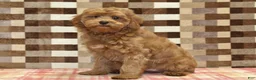 Cavapoo dogs for sale: Oscar - Ad 4