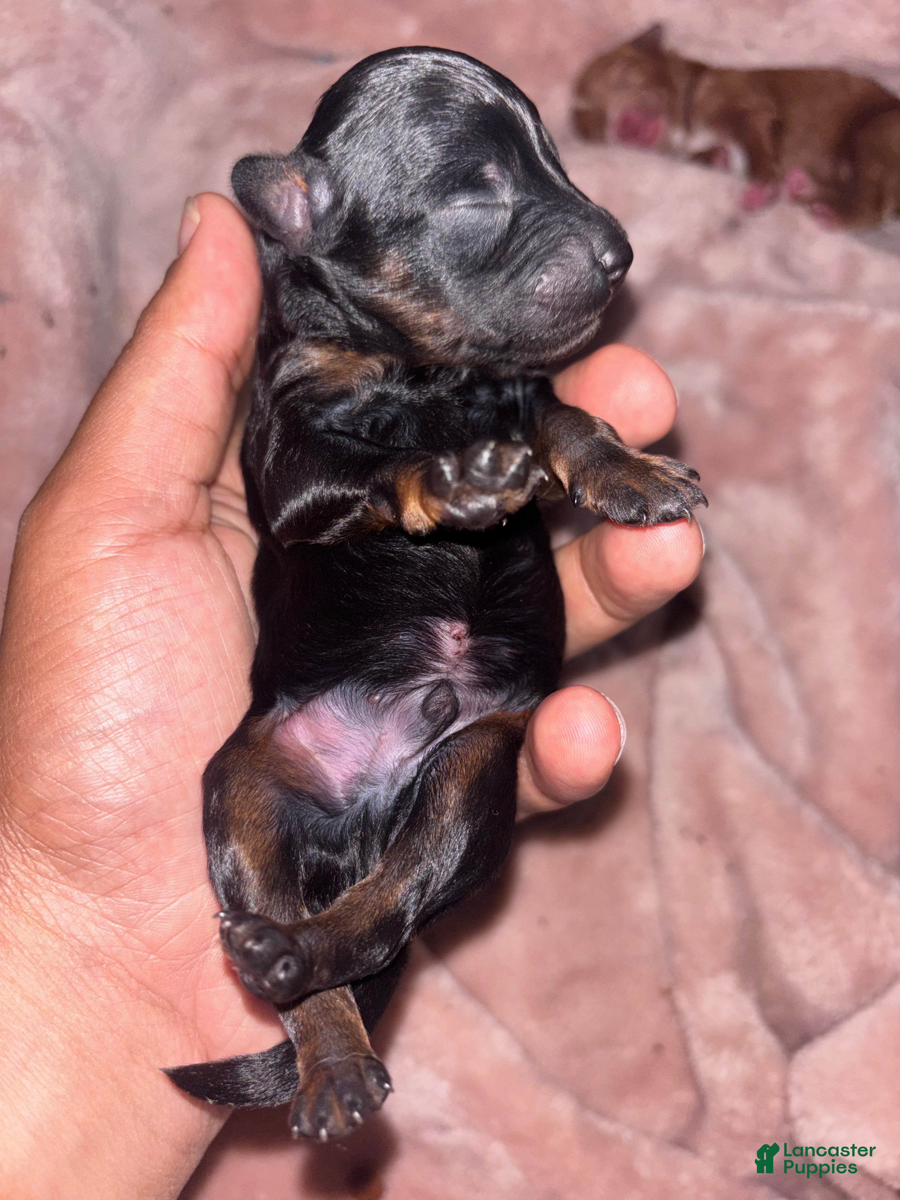 Mini Aussiedoodle dogs Mini Aussiedoodle 2 - Ad 10