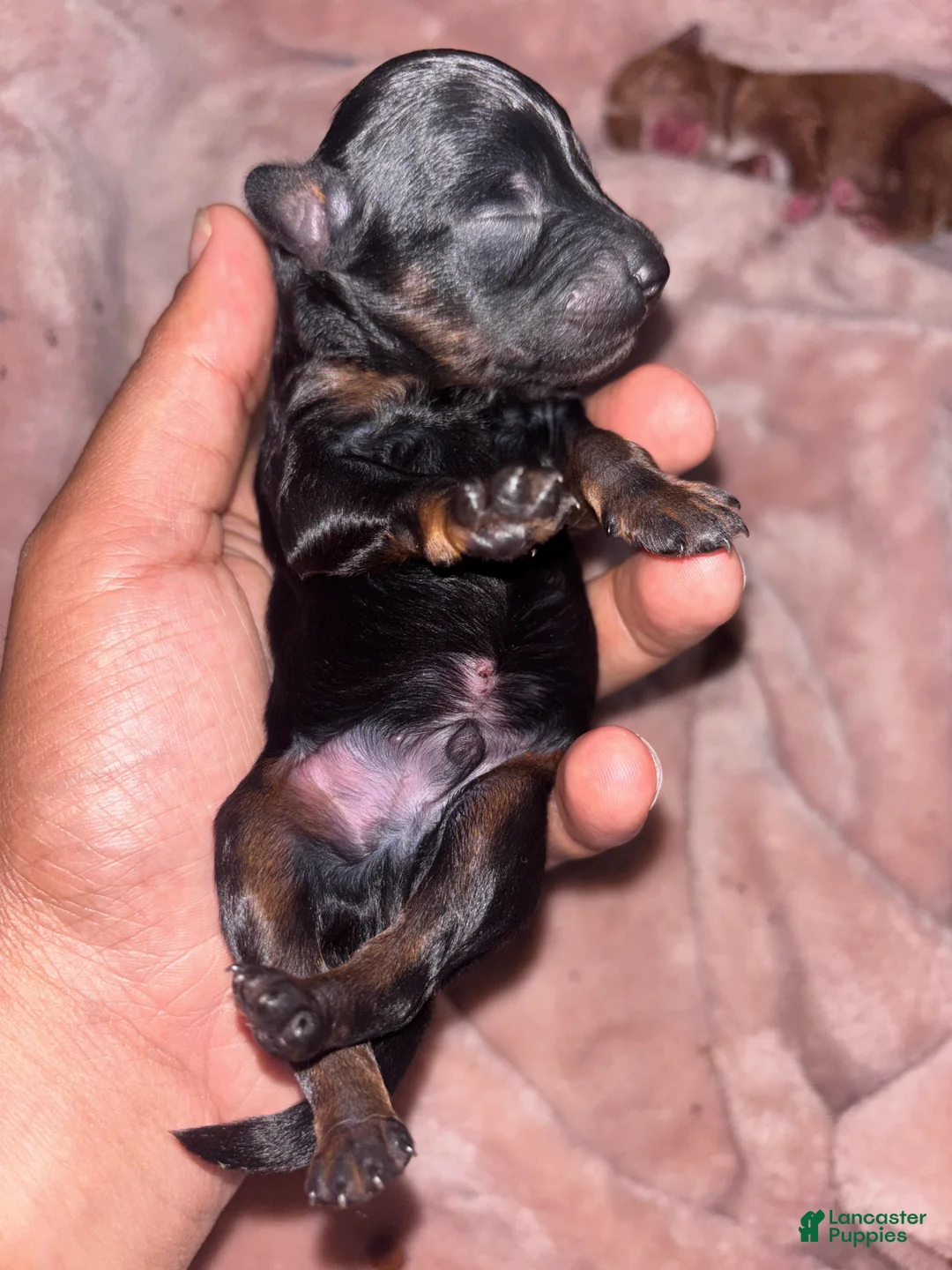 Mini Aussiedoodle dogs for sale: Mini Aussiedoodle 2 - Ad 1