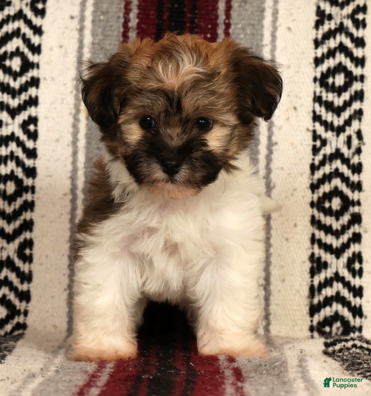 Havanese dogs for sale: Mocha - Ad 6