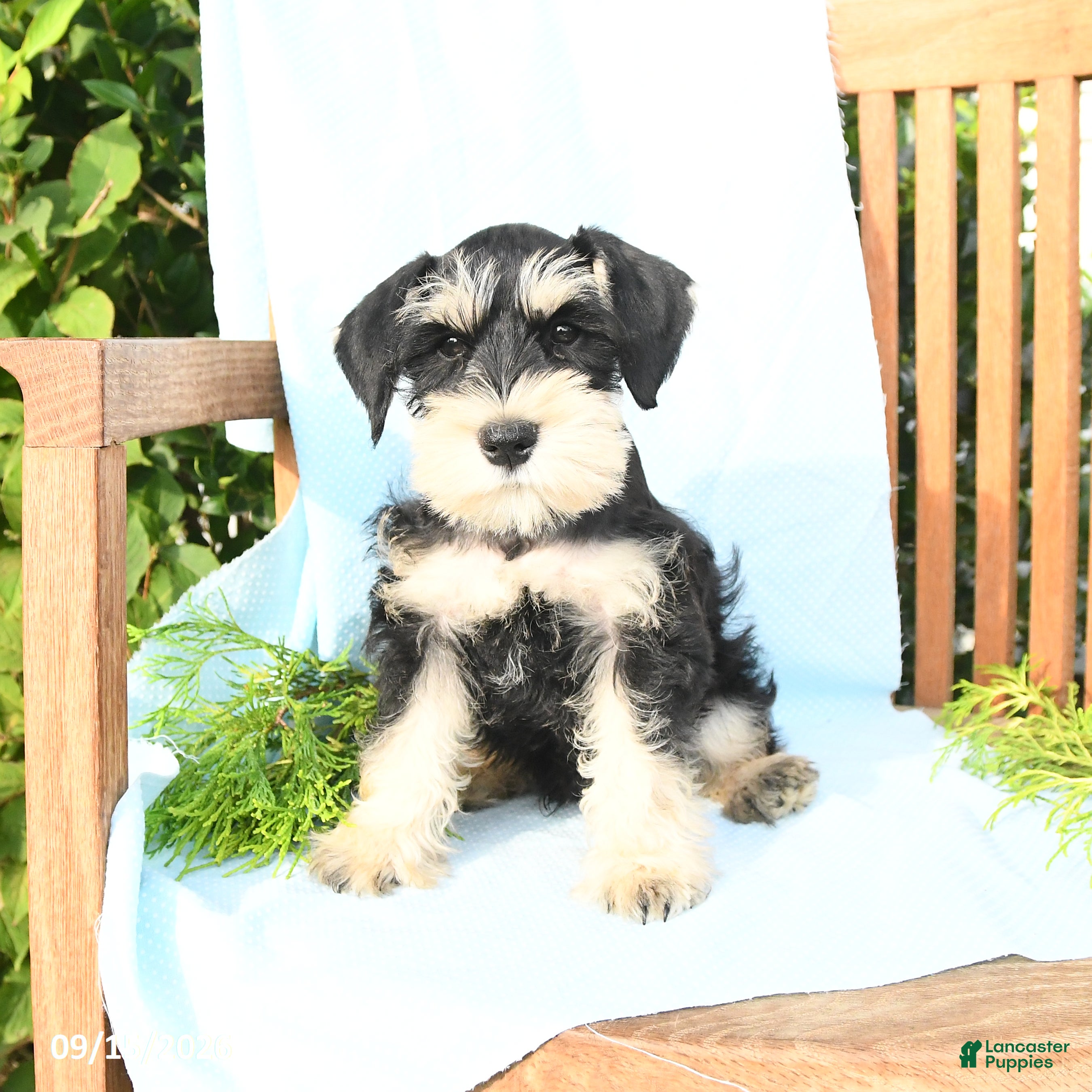 Schnauzer dogs Kirk - Ad 2