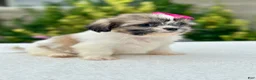 Shih Tzu dogs for sale: Girl Rosy 0823 - Ad 6