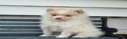 Pomeranian dogs for sale: Wilder - Ad 5