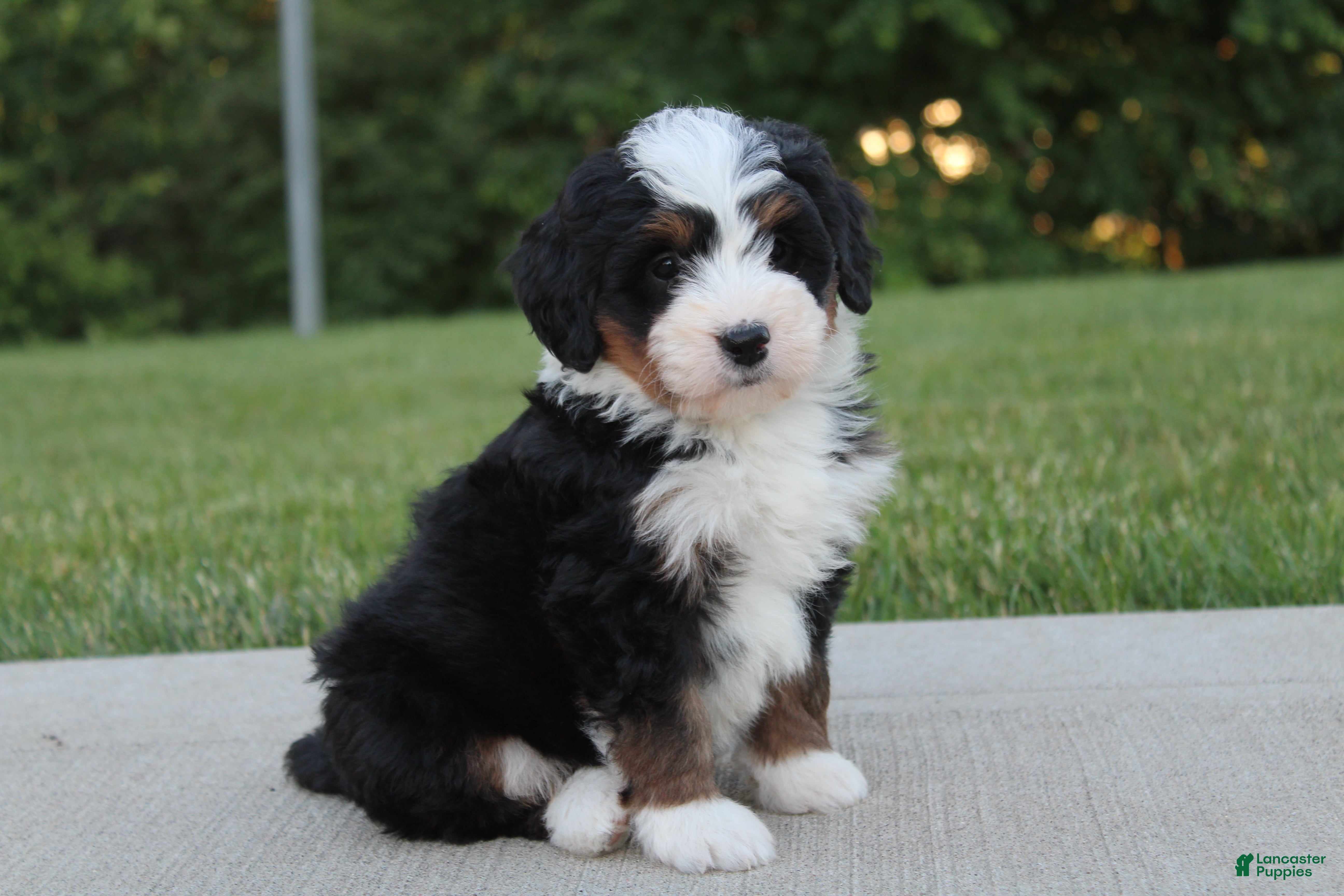 Mini Bernedoodle dogs Maggie - Ad 2