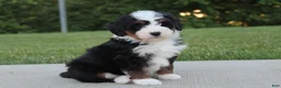 Mini Bernedoodle dogs for sale: Maggie - Ad 2