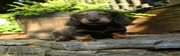 Miniature Dachshund dogs for sale: Pepper - Ad 1