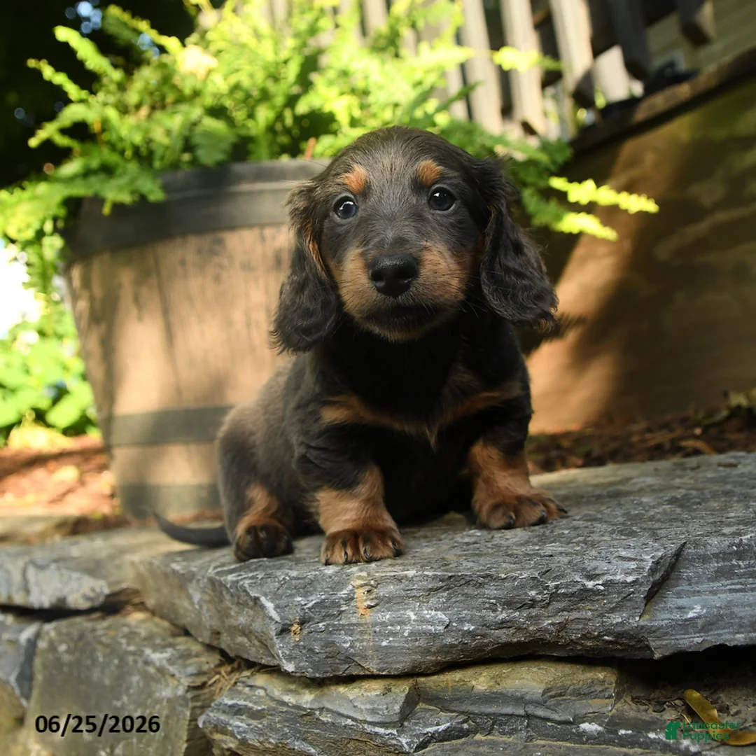 Miniature Dachshund dogs for sale: Pepper - Ad 1