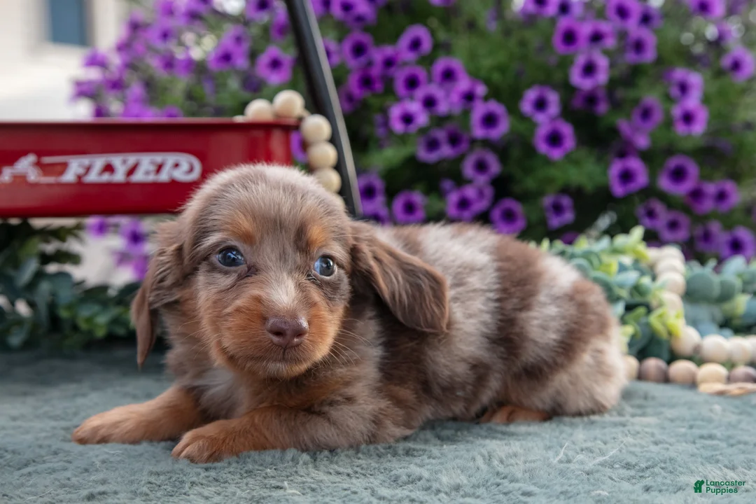 Miniature Dachshund dogs for sale: Chipper - Ad 1
