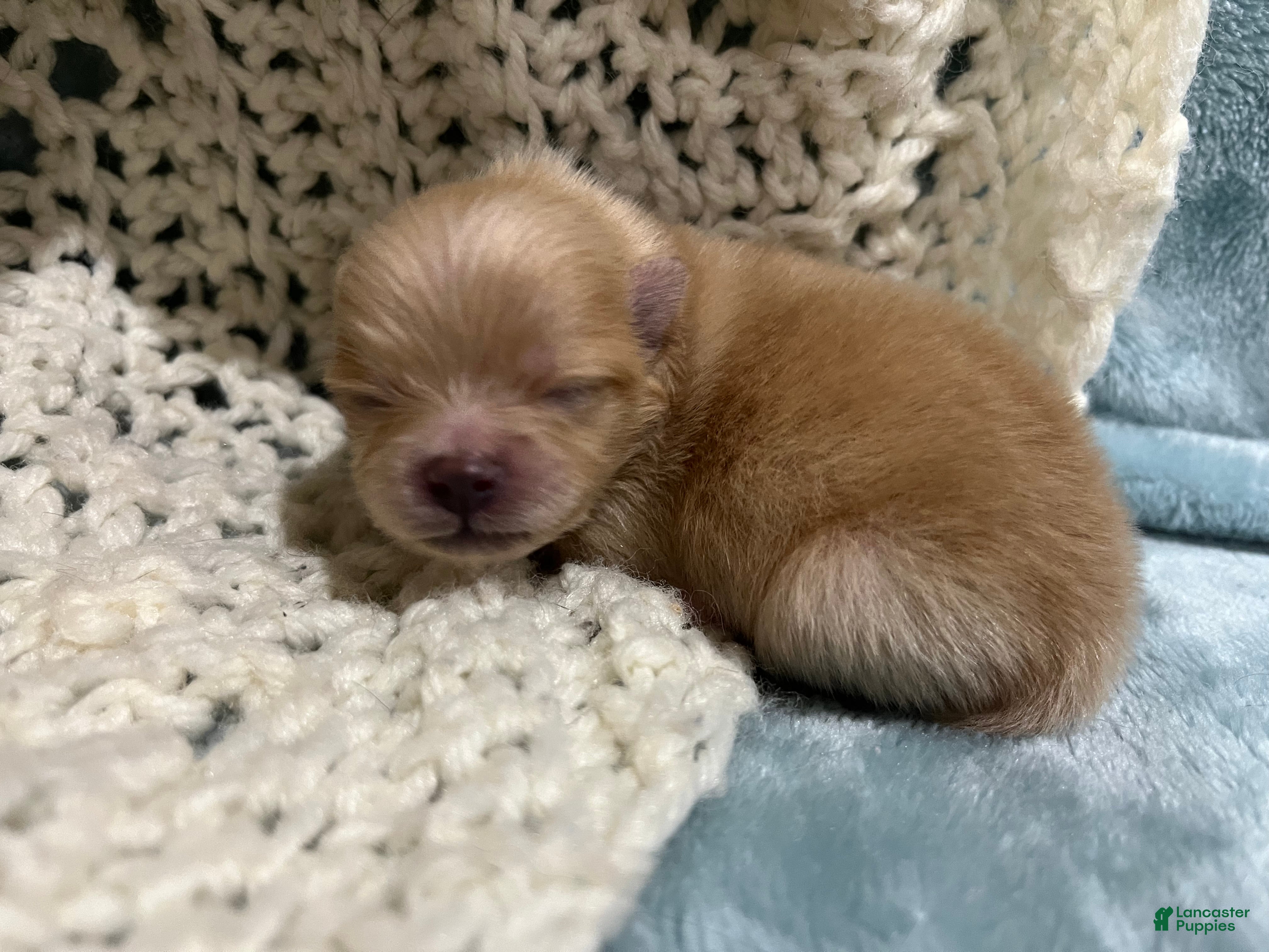 Pomeranian dogs Lucy - Ad 3