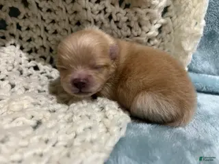 Pomeranian dogs for sale: Lucy - Ad 2