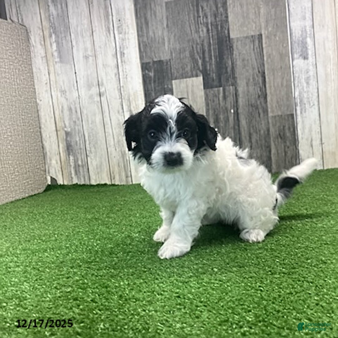 Maltipoo dogs for sale: Wanda - Ad 2