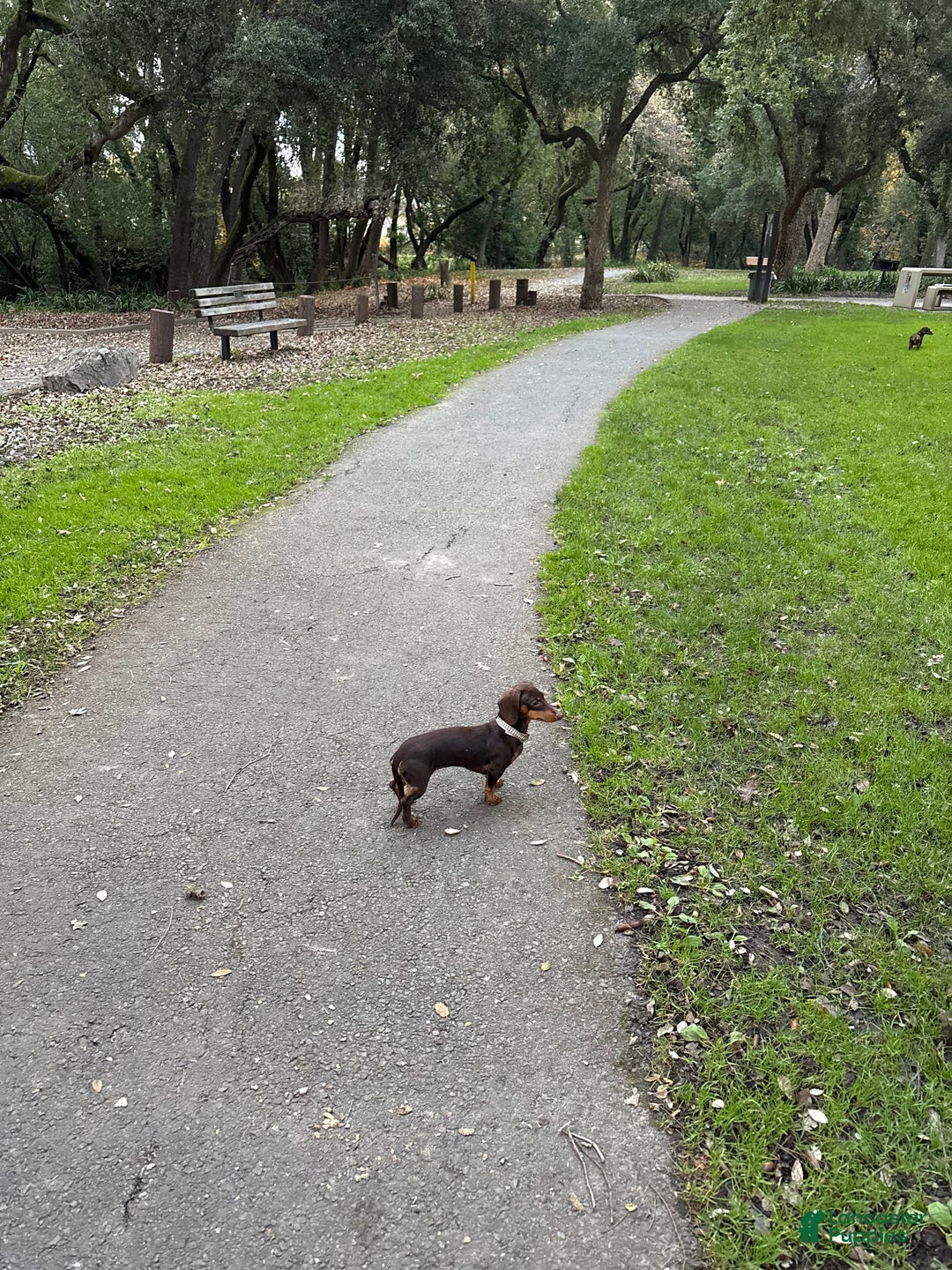 Dachshund dogs for sale: Big Bear - Ad 6