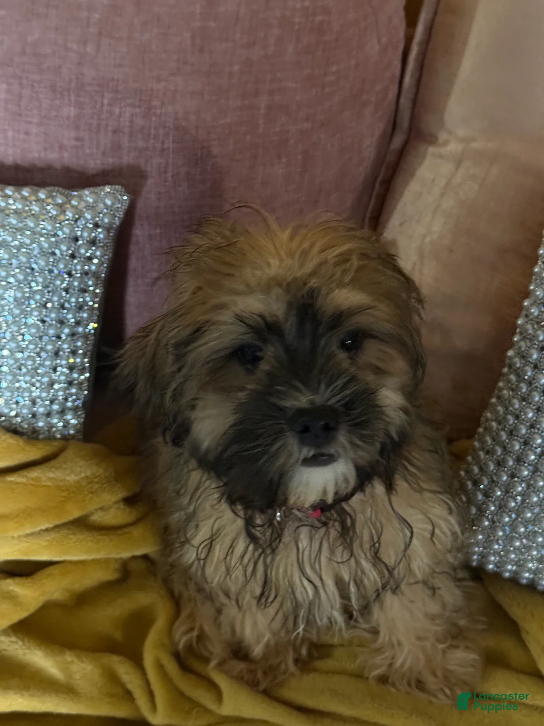 Mixed Breed dogs for sale: Charlie Cooper - Ad 6