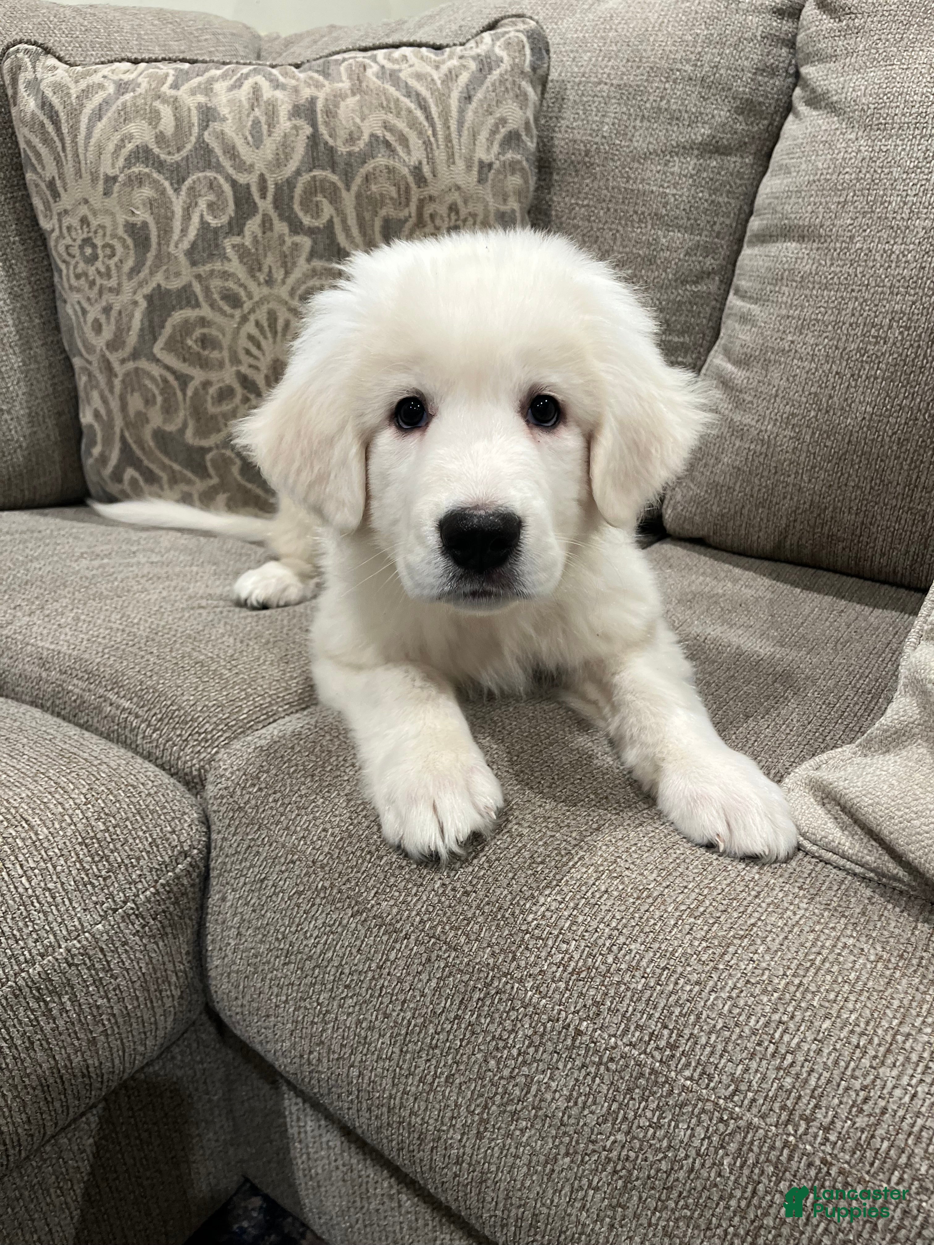 Great Pyrenees dogs for sale: Great Pyrenees 1 - Ad 1