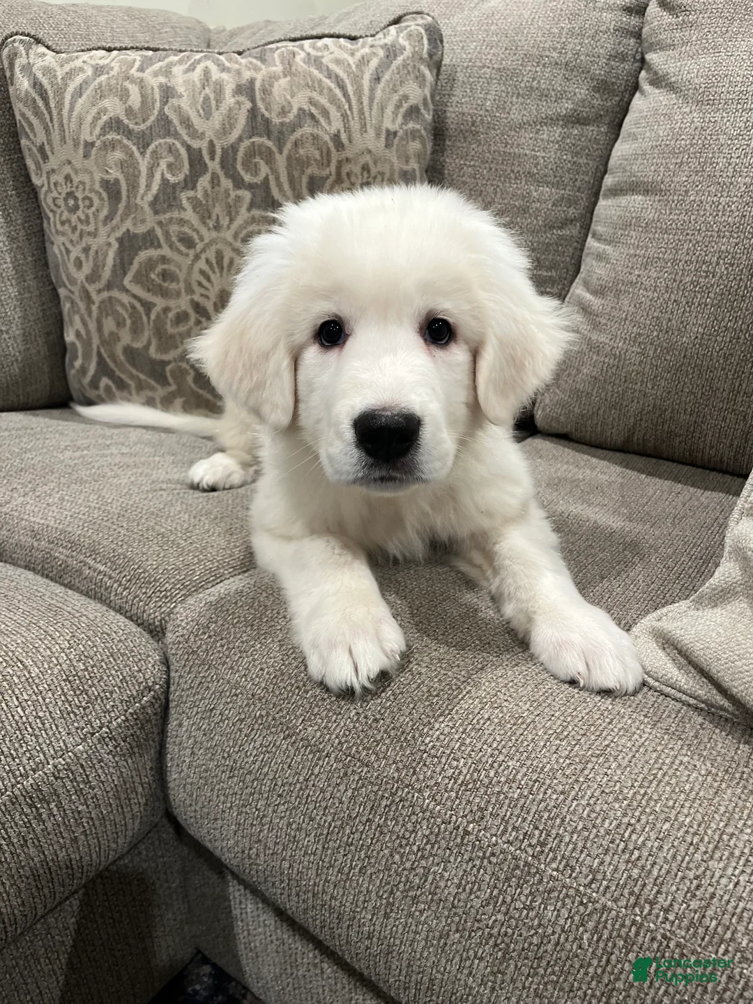 Great Pyrenees dogs for sale: Great Pyrenees 1 - Ad 1