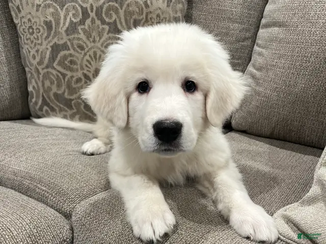 Great Pyrenees dogs for sale: Great Pyrenees 1 - Ad 1