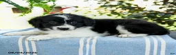Aussiedoodle dogs for sale: Marcie - Ad 3