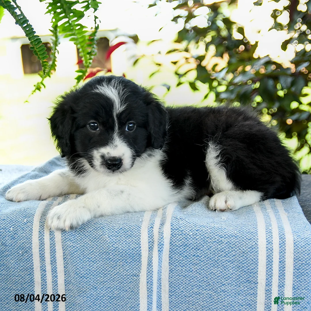 Aussiedoodle dogs for sale: Marcie - Ad 3