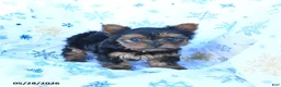 Yorkshire Terrier dogs for sale: Toby - Ad 3