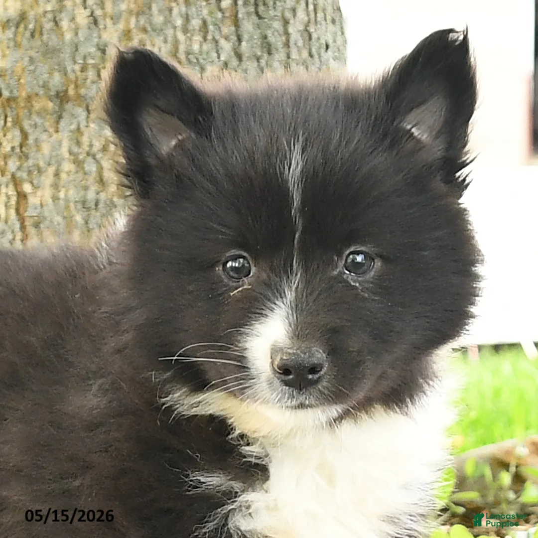 Pomsky dogs for sale: Gavin - Ad 5