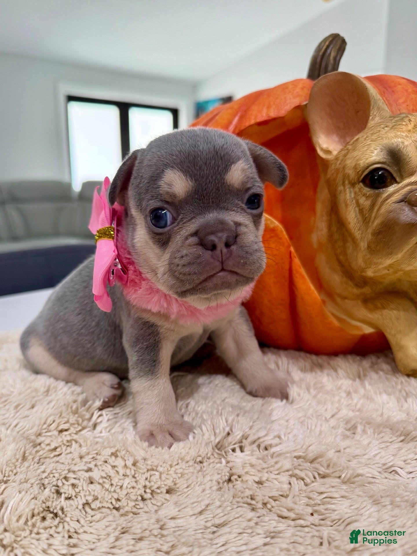 French Bulldog dogs Athena - Ad 1