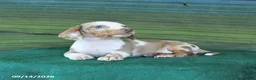 Miniature Dachshund dogs for sale: Rusty - Ad 3