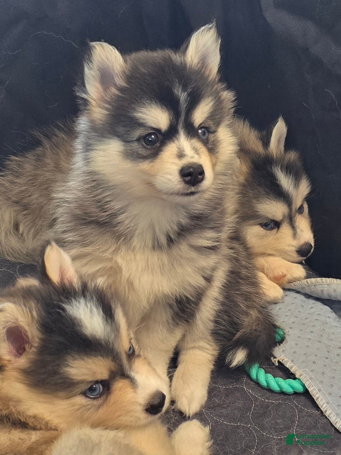 Pomsky dogs Black mini - Ad 1