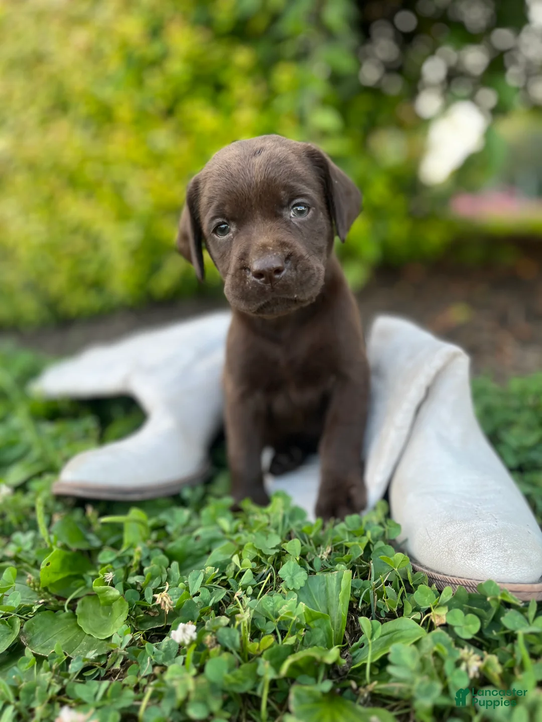 Labrador Retriever dogs for sale: Labrador Retriever 3 - Ad 2