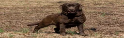 Labrador Retriever dogs for sale: Nolan - Ad 4