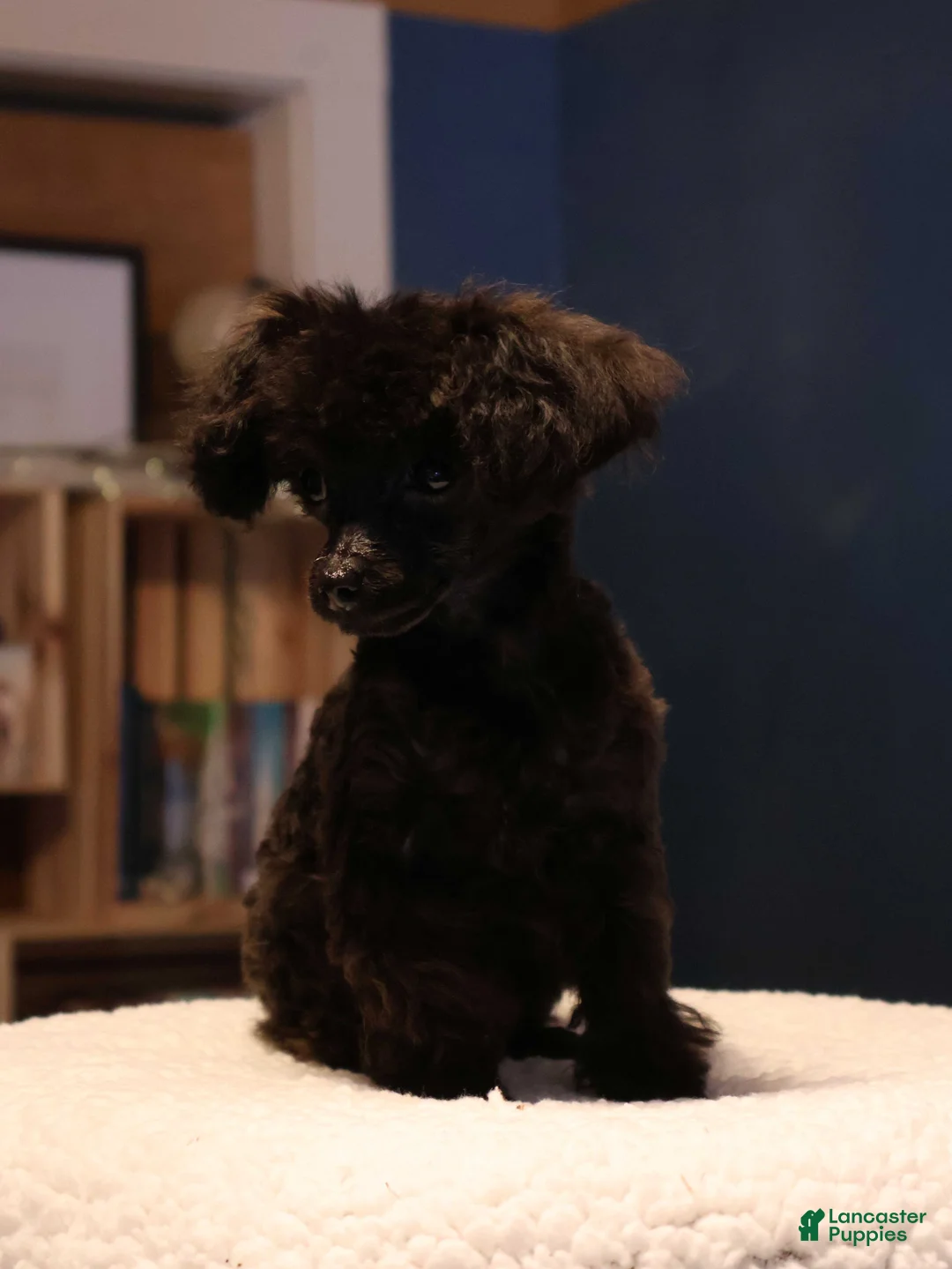 Toy Poodle dogs for sale: Oliver - Ad 5