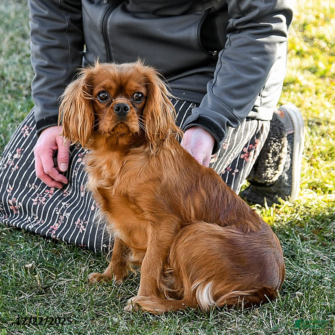 Cavalier King Charles Spaniel dogs for sale: Puggles - Ad 6