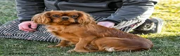 Cavalier King Charles Spaniel dogs for sale: Puggles - Ad 6