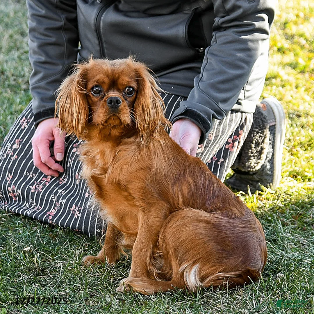 Cavalier King Charles Spaniel dogs for sale: Puggles - Ad 6